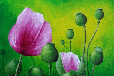 Schlafmohn Schlafmohn